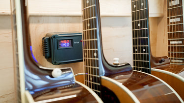 Maple Guitar Habitat | 5 Guitars